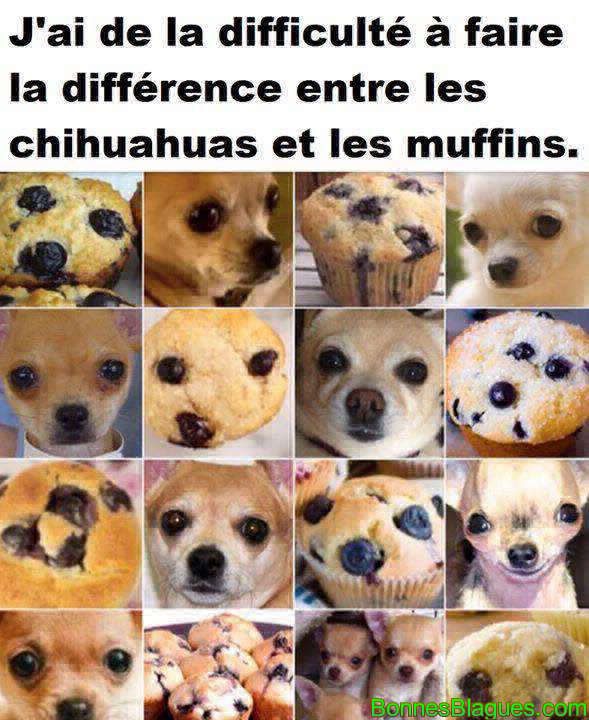 J'ai de la difficulté a faire la différence entre des chihuahuas et des muffins