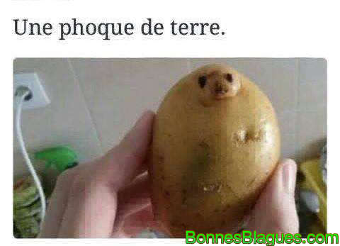 Une phoque de terre !